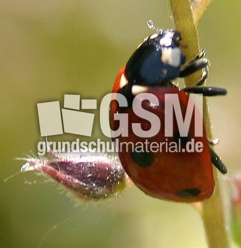 Marienkäfer-Valentin-27.jpg